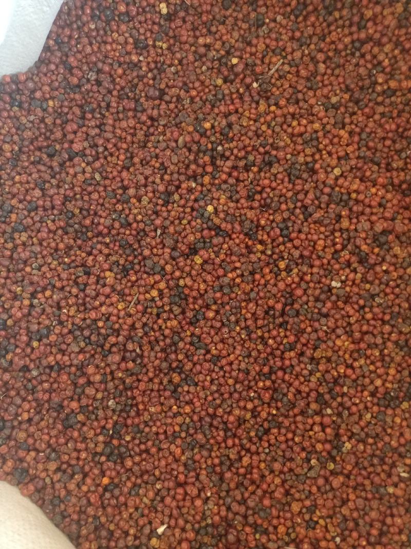新产茜草种子，茜草籽，多年生，好种易管，耐寒耐旱。