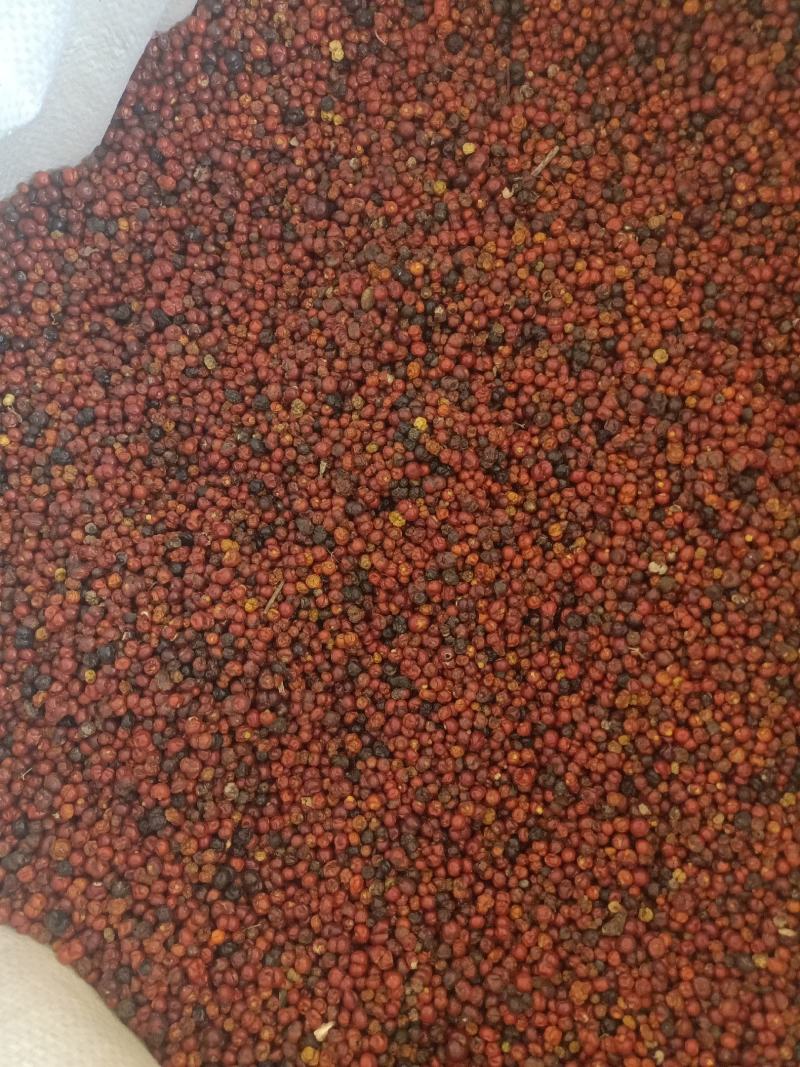 新产茜草种子，茜草籽，多年生，好种易管，耐寒耐旱。
