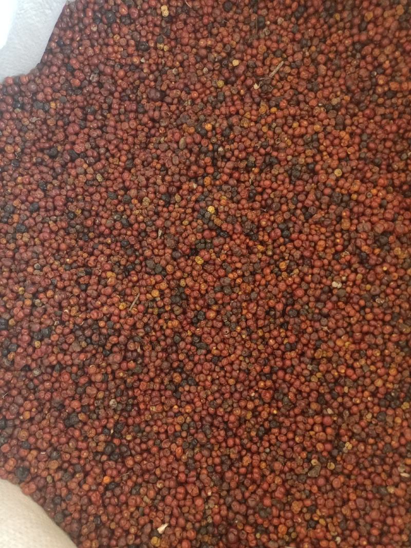 新产茜草种子，茜草籽，多年生，好种易管，耐寒耐旱。