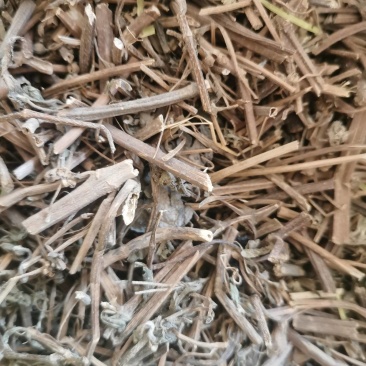 旱莲草