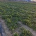 河南香菜大量上市，可以视频看货，产地一手货源对接全国市场