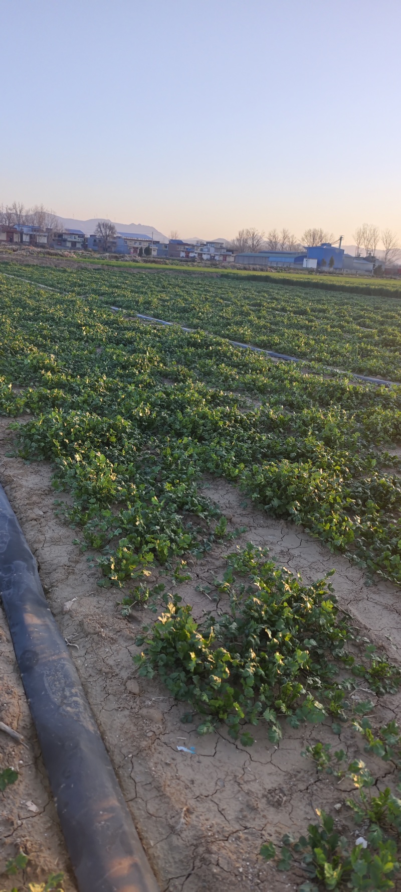 河南香菜大量上市，可以视频看货，产地一手货源对接全国市场
