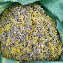 鼠曲草(包邮)3斤起发干货绒毛佛耳草田艾青团材料粑粑