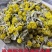 鼠曲草(包邮)3斤起发干货绒毛佛耳草田艾青团材料粑粑