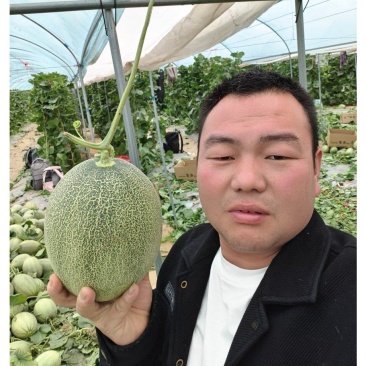 甘肃民勤哈密瓜