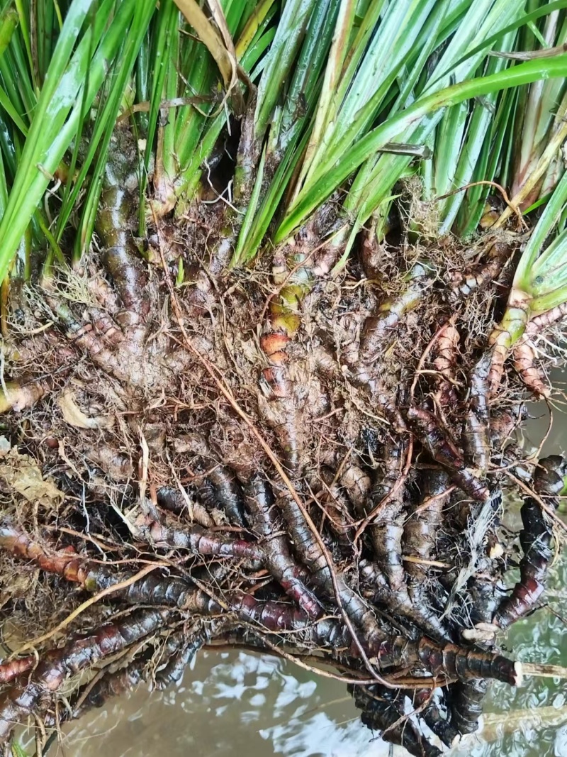 《石菖蒲种苗》大叶红心现挖现发宽叶窄叶保证成活率