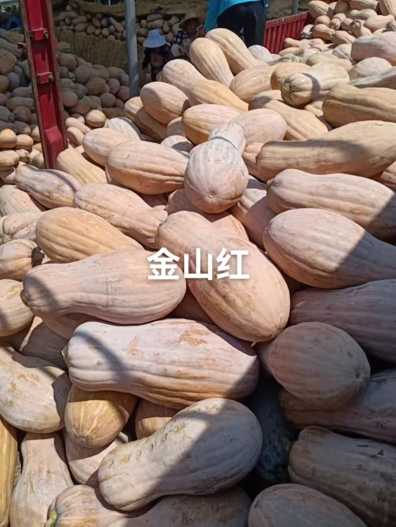 金山红蜜本南瓜种子肉质甘甜高产大果蜜本南瓜种籽瓜肉橘红