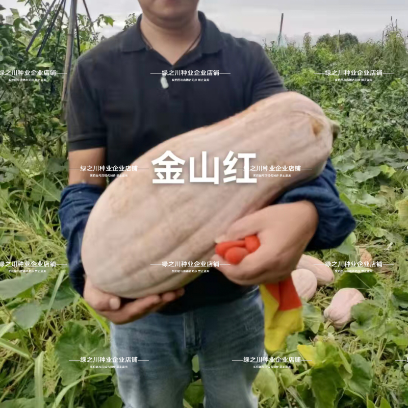 金山红蜜本南瓜种子肉质甘甜高产大果蜜本南瓜种籽瓜肉橘红
