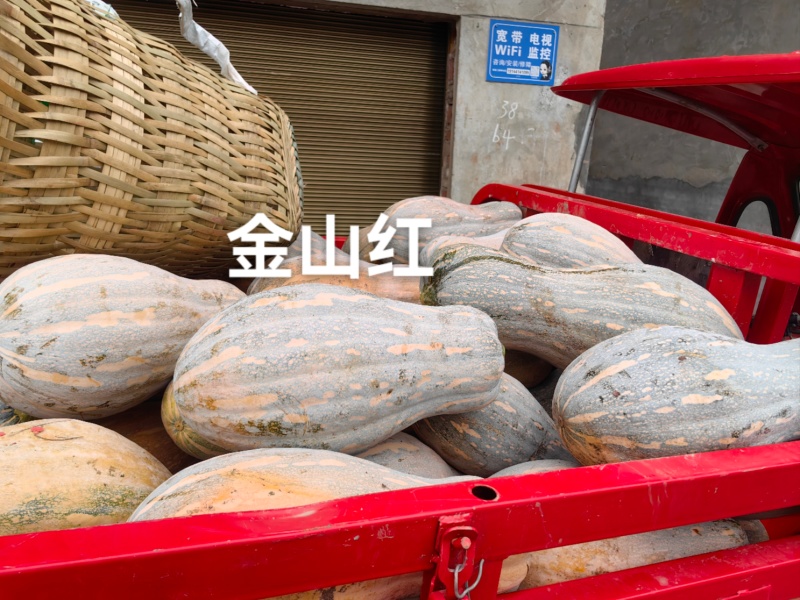 金山红蜜本南瓜种子肉质甘甜高产大果蜜本南瓜种籽瓜肉橘红