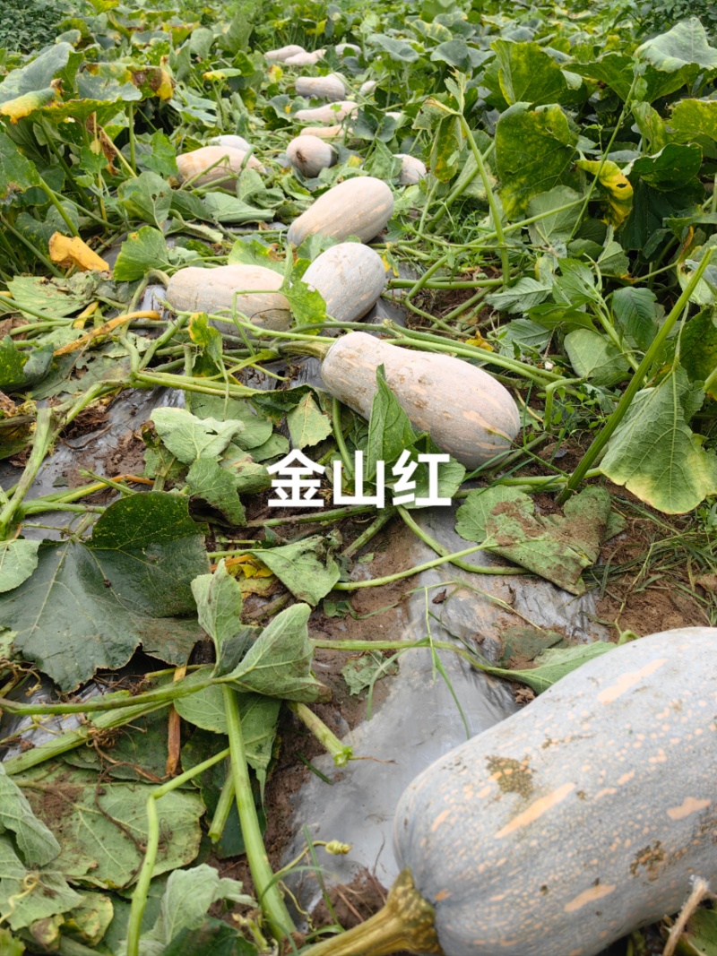金山红蜜本南瓜种子肉质甘甜高产大果蜜本南瓜种籽瓜肉橘红