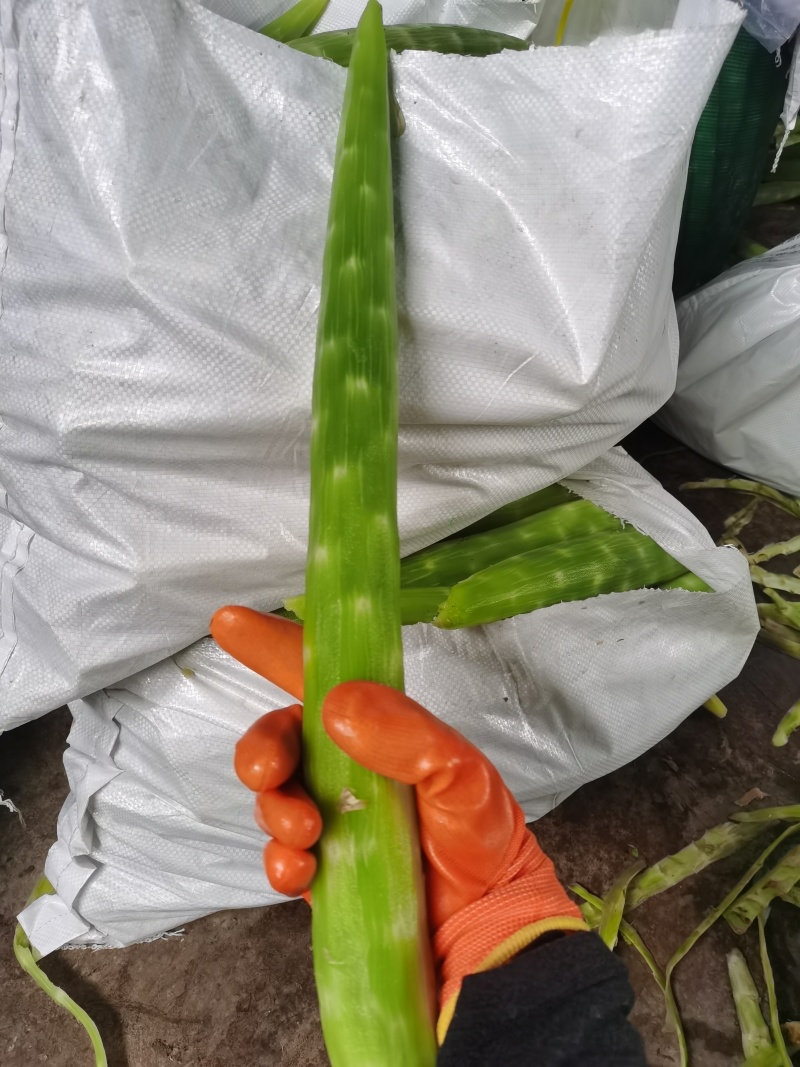 莴笋肉
