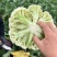 花菜产地直发一手货源白面青梗耐储存易运输对接全国