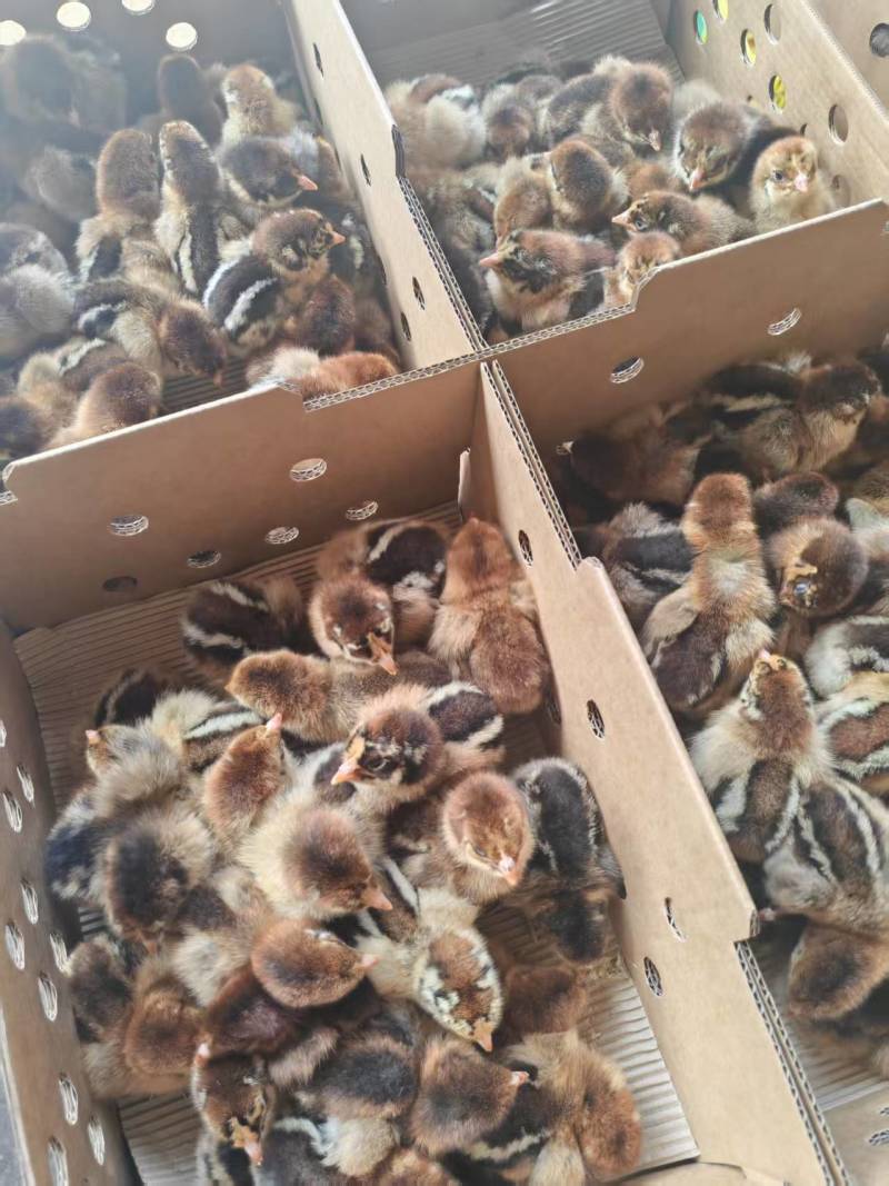 青脚麻鸡苗，厂家直销，货源稳定，质量保证