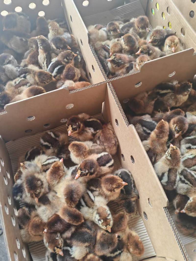 青脚麻鸡苗，厂家直销，货源稳定，质量保证
