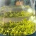 恩施玉露蒸青绿茶特级2025新茶头采嫩芽开园茶鲜爽回甘