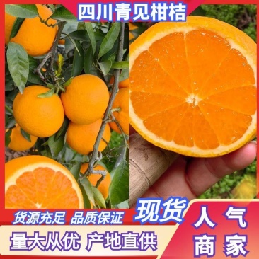 推荐青见柑桔皮薄多汁货源充足量大从优实力代发全国商