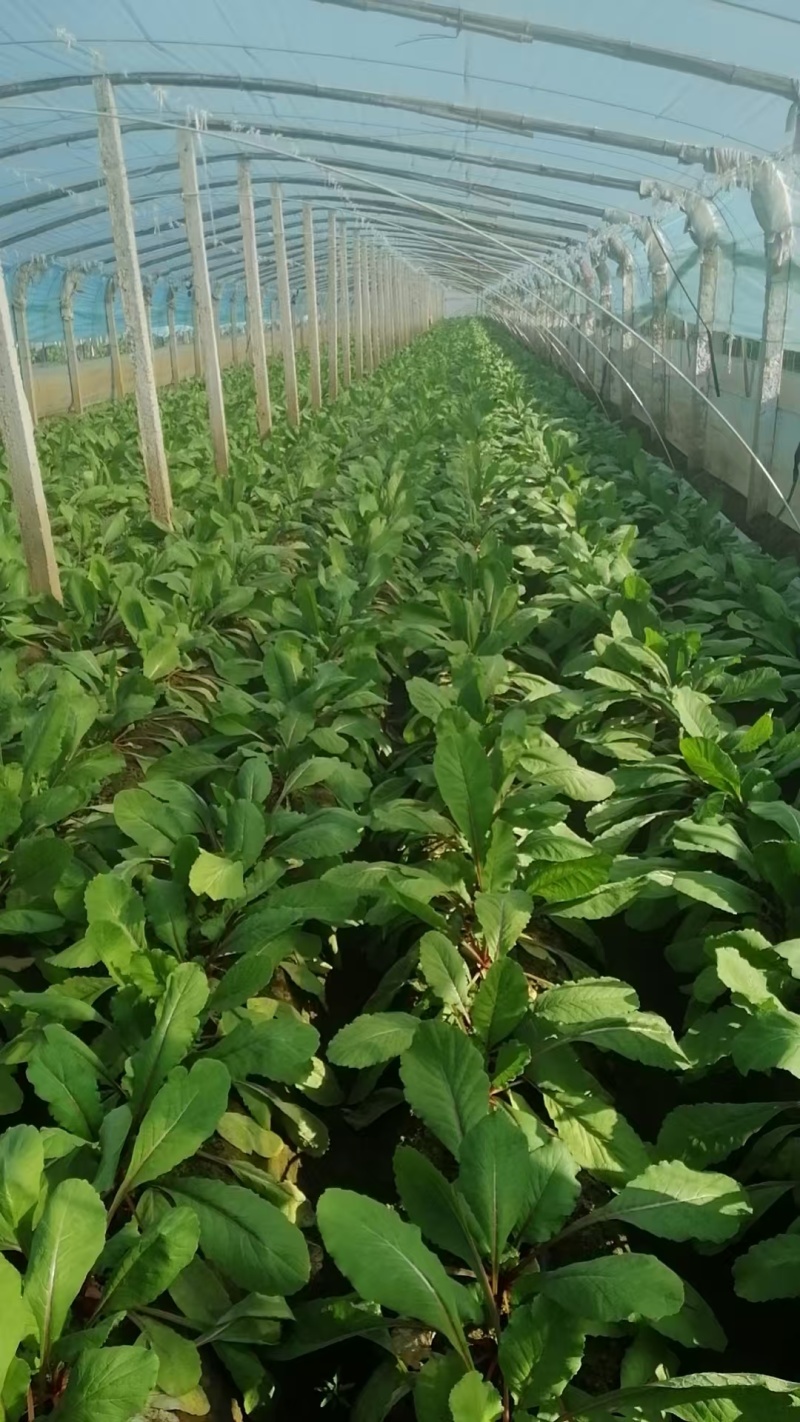 河北精品红水萝卜货源充足量大从优价格实惠