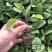 紫长茄子
