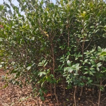 嫁接油茶苗