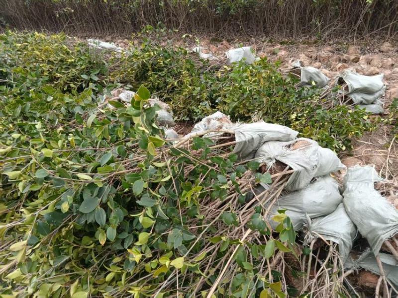 嫁接油茶苗