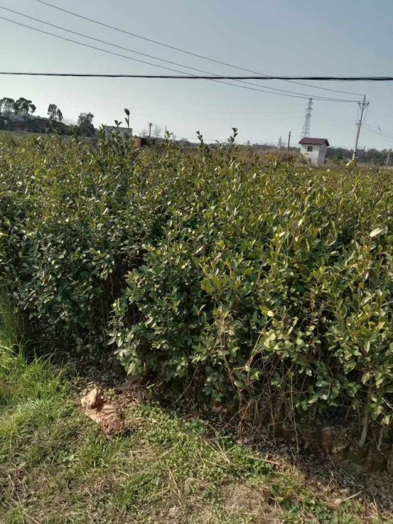 嫁接油茶苗
