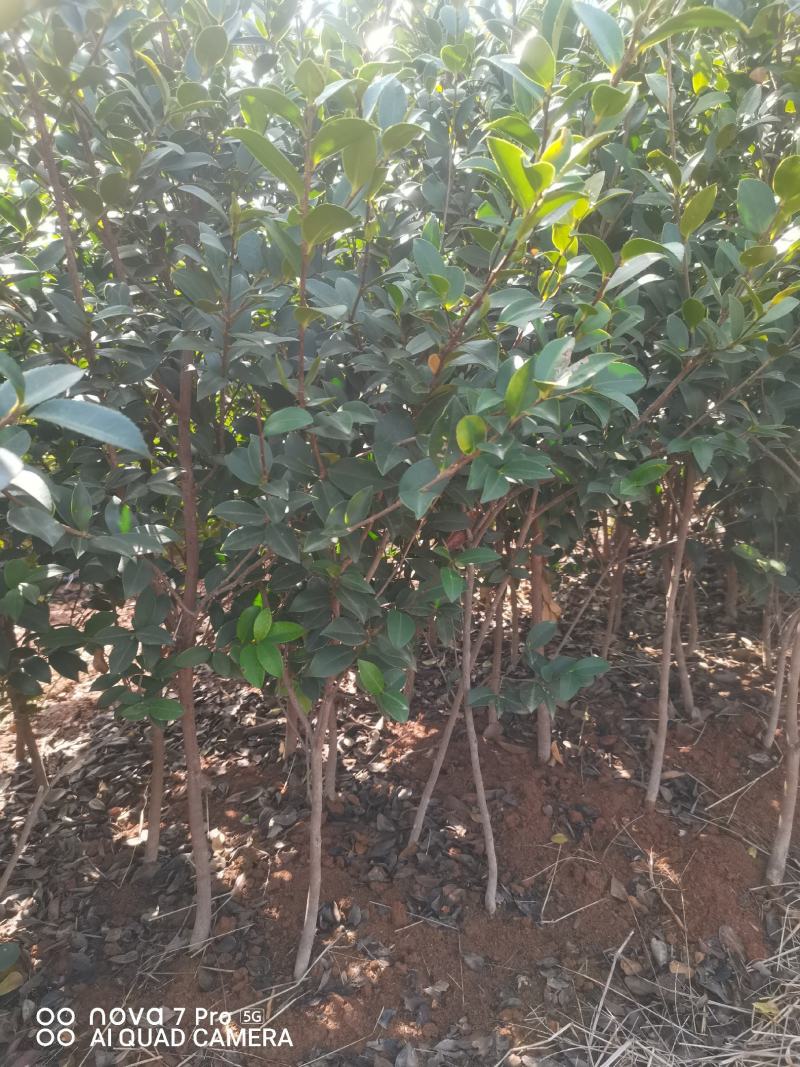 嫁接油茶苗
