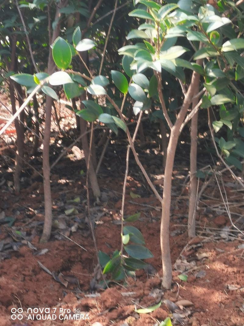 嫁接油茶苗