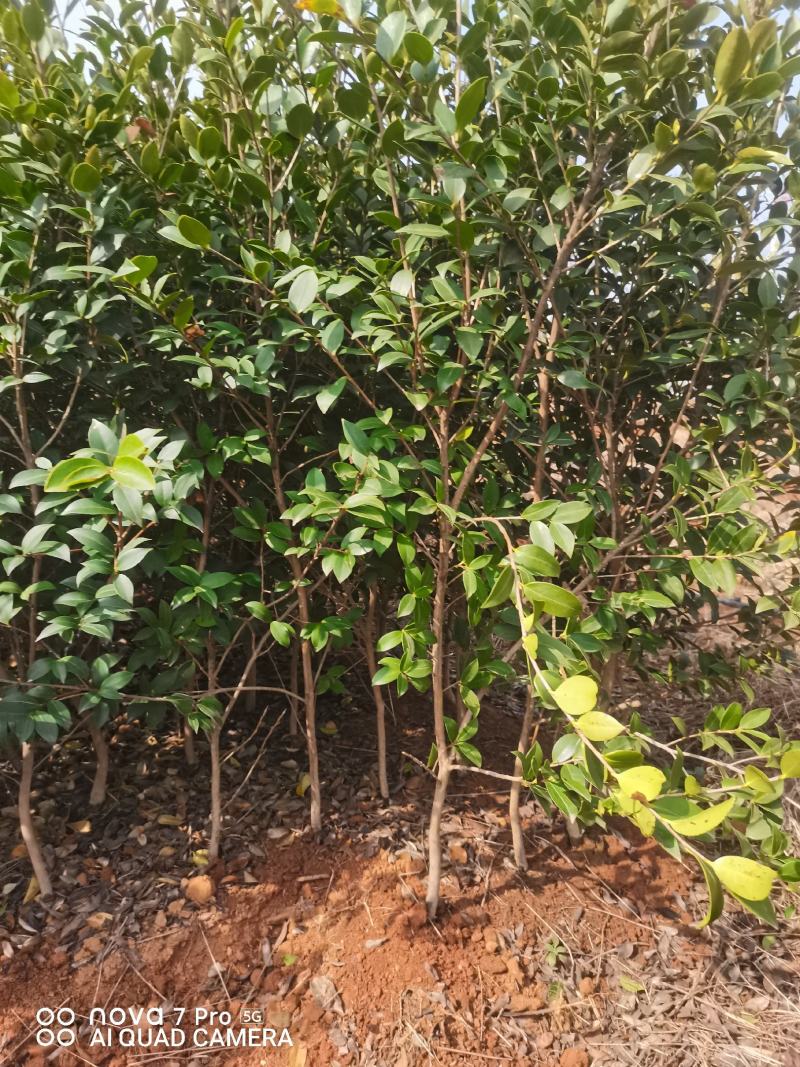嫁接油茶苗