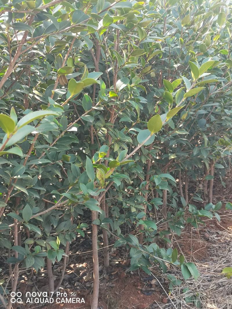 嫁接油茶苗