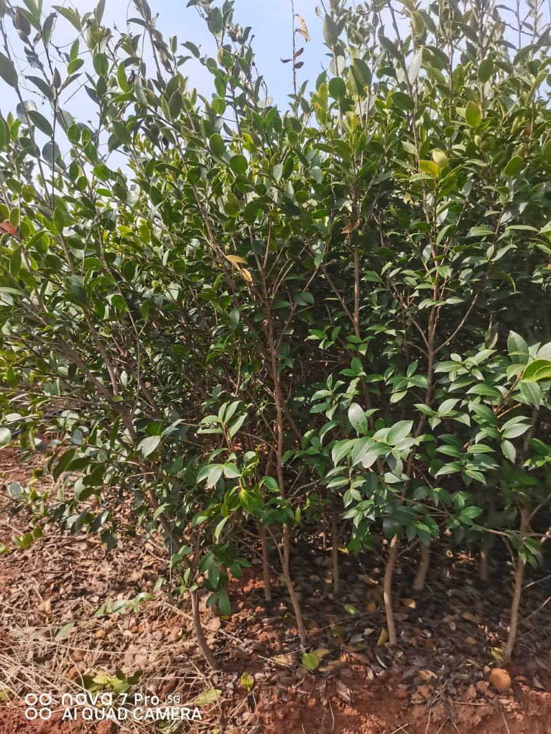 嫁接油茶苗
