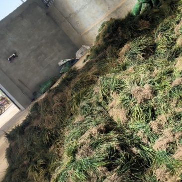 摘果无土麦冬草