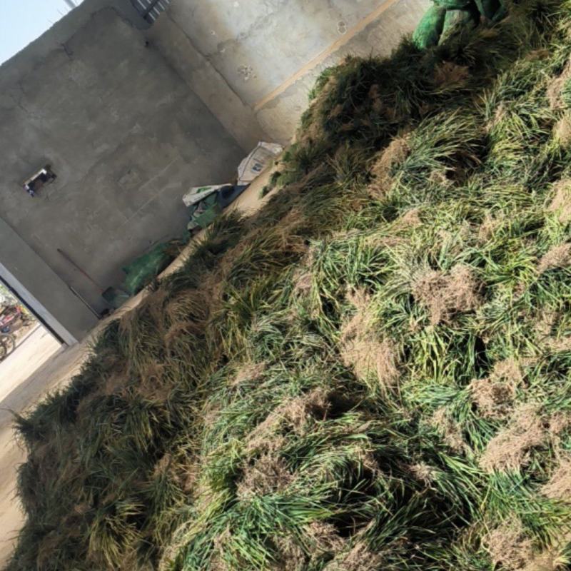 摘果无土麦冬草