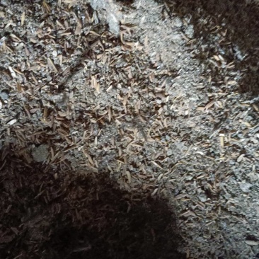 稻壳鸡粪，纯干鸡粪，发酵鸡粪，大量现货，量大从优，