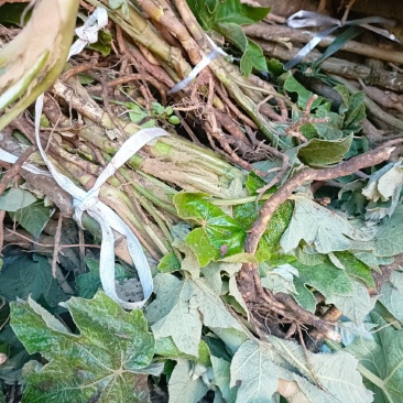 通草
