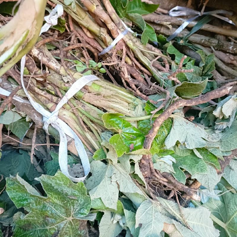 通草