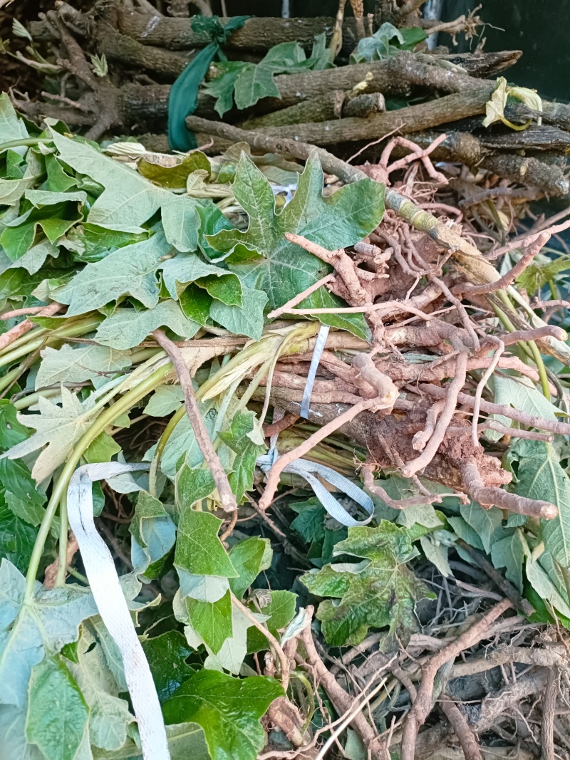 通草