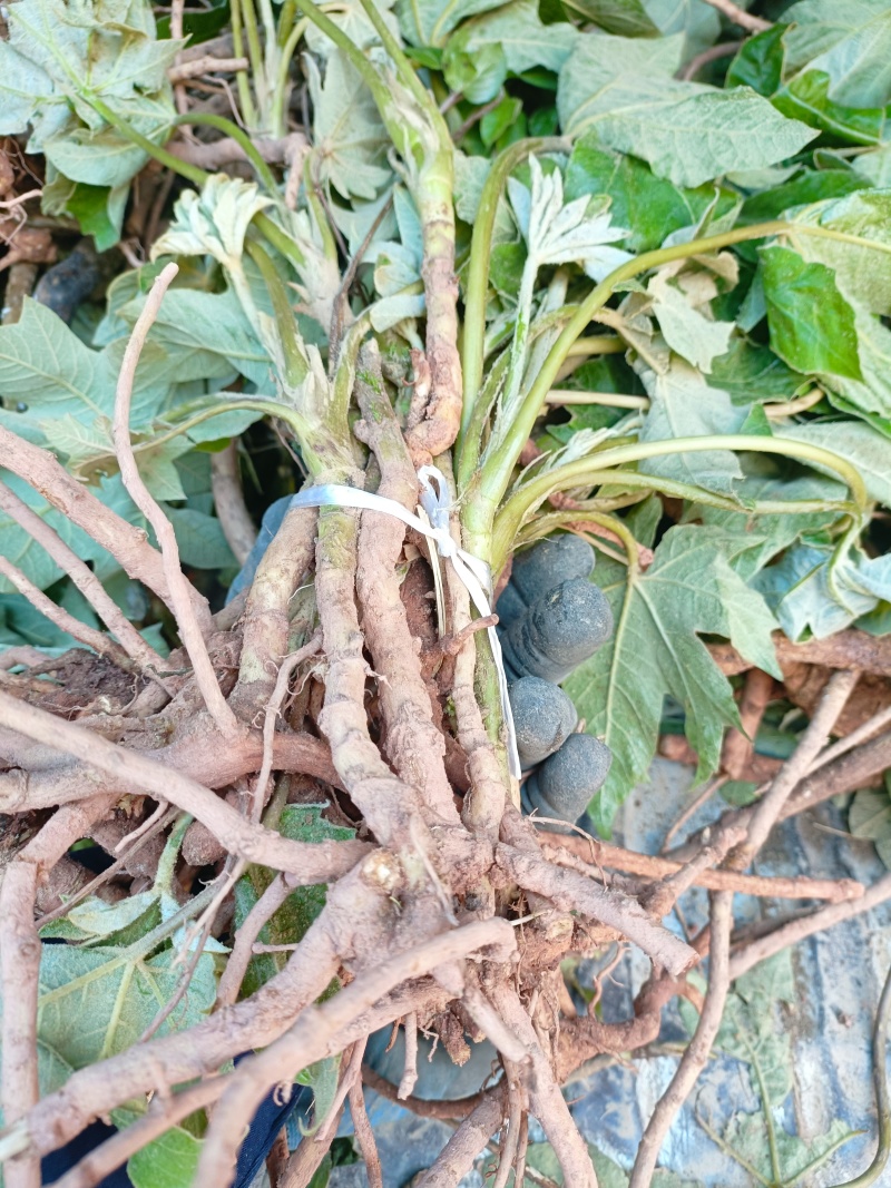 通草