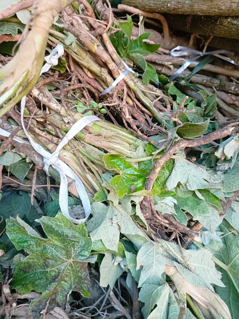 通草