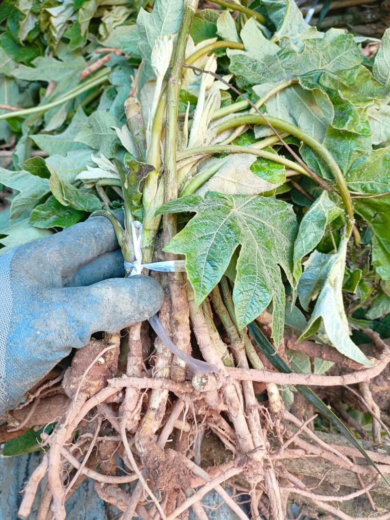 通草