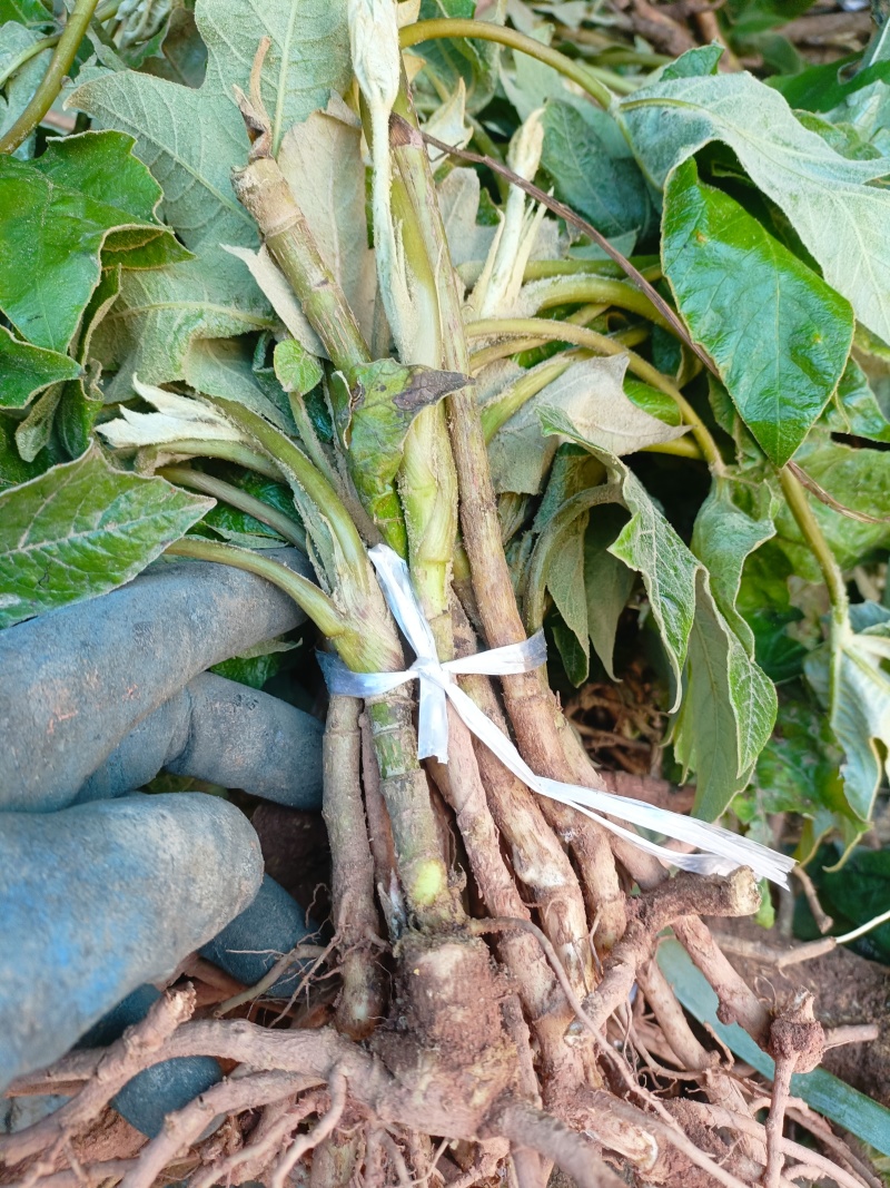 通草