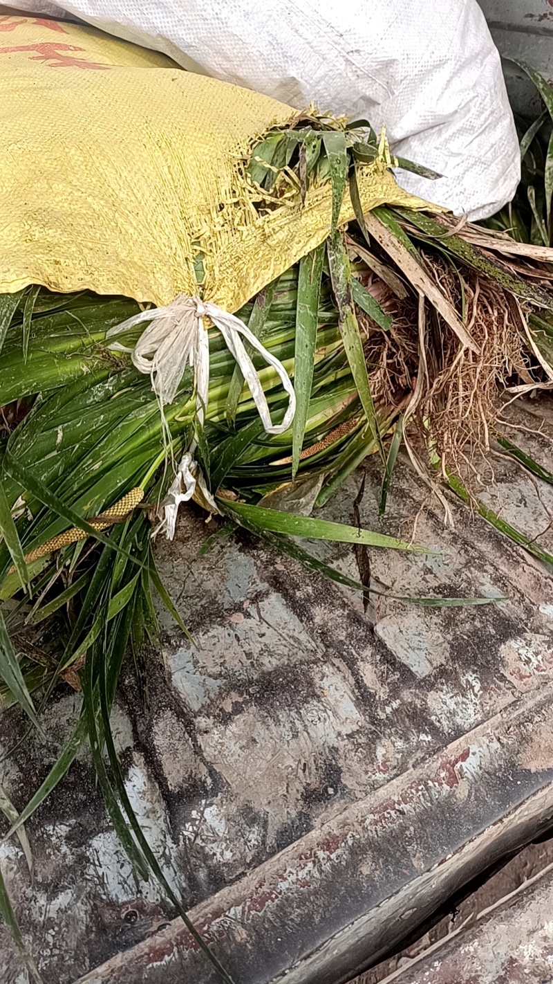 红心宽叶石昌蒲种苗