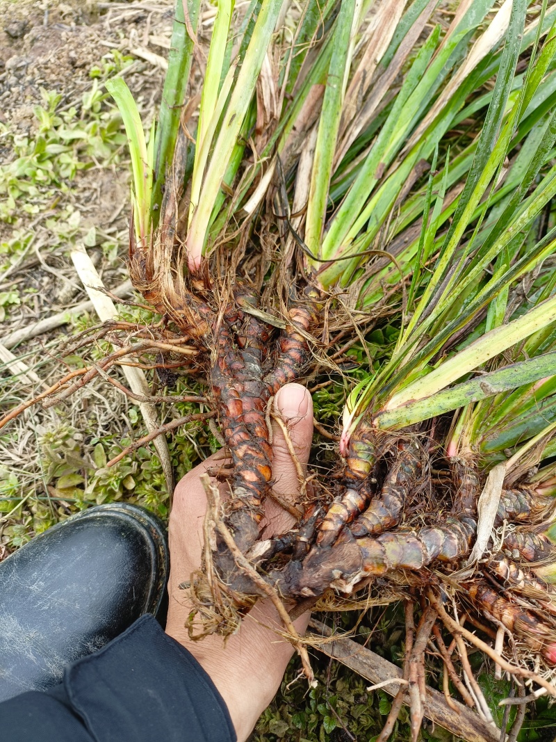 红心宽叶石昌蒲种苗
