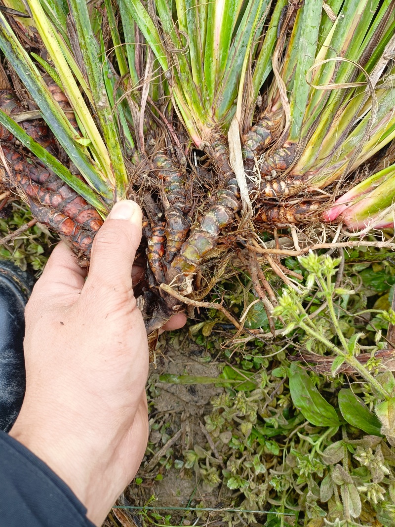 红心宽叶石昌蒲种苗