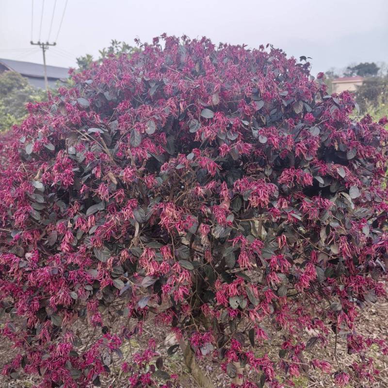红花继木球基地直发根系发达成活率好