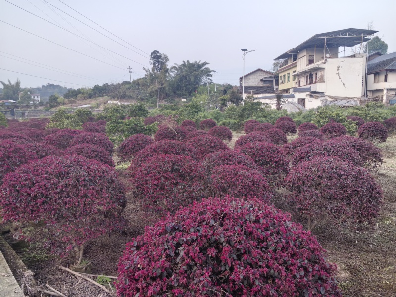 红花继木球基地直发根系发达成活率好