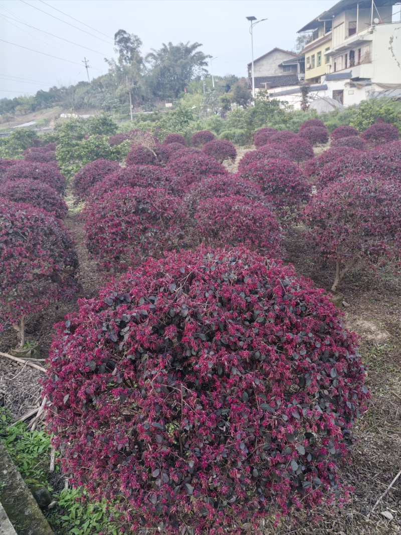 红花继木球基地直发根系发达成活率好