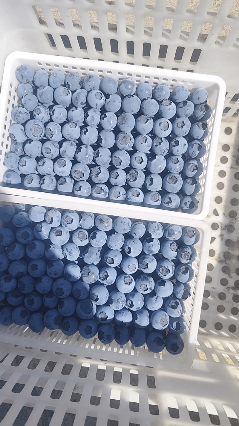 各种蓝莓大量上市大量有货现摘现发产地直发