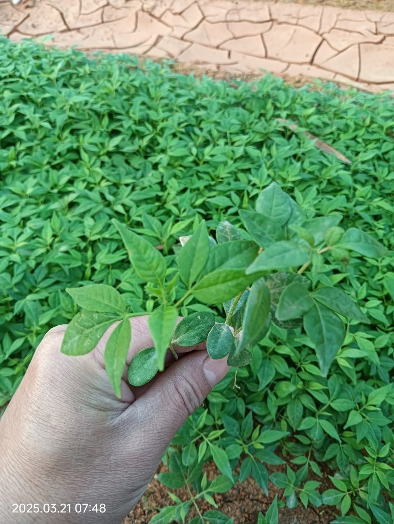 川黄柏芽苗