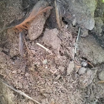 稻壳鸡粪