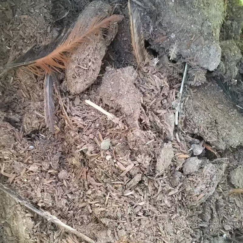 稻壳鸡粪